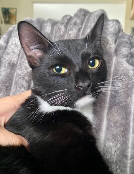 Rescue Domestic Short Hair Cats for Adoption in Wilmington, North Carolina - Franke | PetCurious