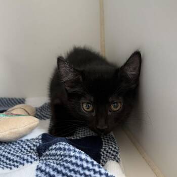 Olive (bonded w/ Martini) -  Domestic Short Hair Cat for Adoption in Oakland, California - Olive (bonded W/ Martini) | PetCurious