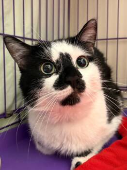 Zen -  Domestic Short Hair Cat for Adoption in Fall River, Massachusetts - Zen | PetCurious