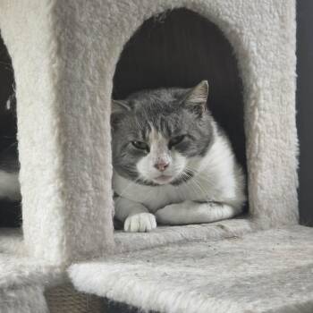 Domestic Short Hair Cats Available for Adoption in Jarrettsville, Maryland - Bacon | PetCurious