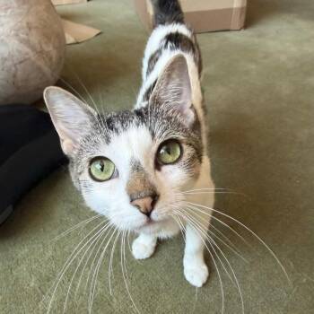 Sol -  Domestic Short Hair Cat for Adoption in New York, New York - Sol | PetCurious