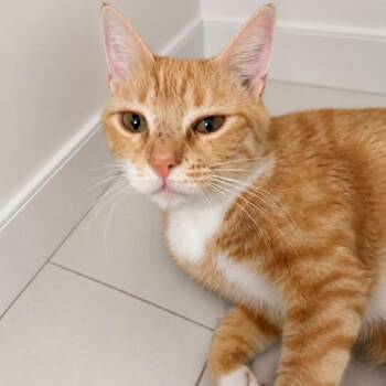 Zuly -  Domestic Short Hair Cat for Adoption in New York, New York - Zuly | PetCurious
