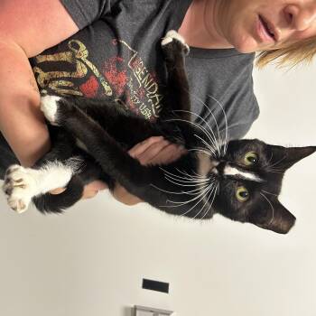 Buc-ee -  Domestic Short Hair Cat Available for Adoption in Zimmerman, Minnesota - Buc-ee | PetCurious