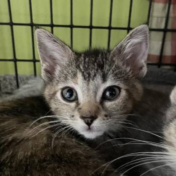 Domestic Short Hair Cats Available for Adoption in Chicago, Illinois - Hush Puppy | PetCurious