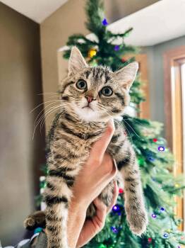 Domestic Short Hair Cats Available for Adoption - Tundra | PetCurious