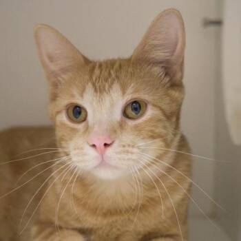Tigger (bonded with Jelly) -  Domestic Medium Hair and Domestic Short Hair Cat Available for Adoption in Verona, Wisconsin - Tigger (bonded With Jelly) | PetCurious