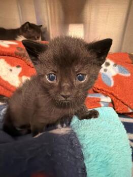 Ebenezer -  Domestic Short Hair Cat for Adoption in Minot, North Dakota - Ebenezer | PetCurious
