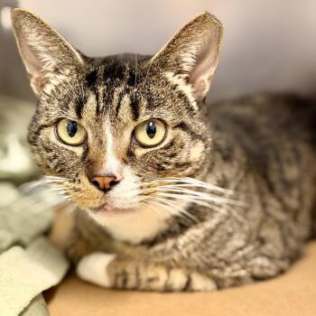 Bigby -  Domestic Short Hair Cat for Adoption in Stafford Township, New Jersey - Bigby | PetCurious