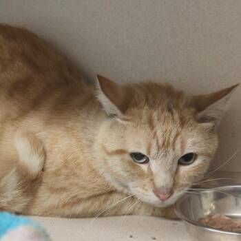 Phoenix -  Domestic Short Hair Cat for Adoption in Denison, Texas - Phoenix | PetCurious