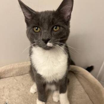 Domestic Short Hair Cats Available for Adoption - Po | PetCurious