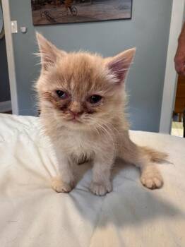 Samosa -  Domestic Short Hair Cat for Adoption in Cincinnati, Ohio - Samosa | PetCurious