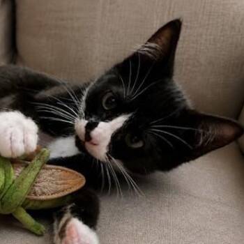 Miss Figaro w/Kahn -  Domestic Short Hair Cat for Adoption in Silverton, Oregon - Miss Figaro W/Kahn | PetCurious