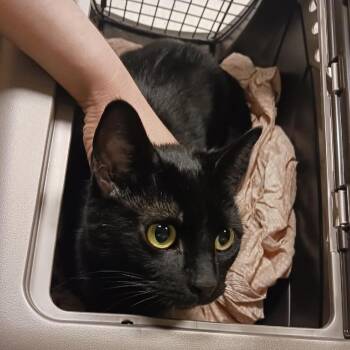Domestic Short Hair Cats Available for Adoption - Druid | PetCurious