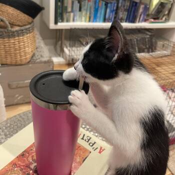 Spot -  Domestic Short Hair Cat for Adoption in Santa Rosa, California - Spot | PetCurious
