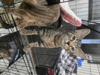 Rescue Domestic Short Hair Cats for Adoption in Reeseville, Wisconsin - Huckleberry | PetCurious