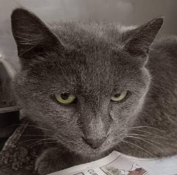 Russian Blue and Domestic Short Hair Cats Available for Adoption in New Castle, Indiana - Svetlana | PetCurious