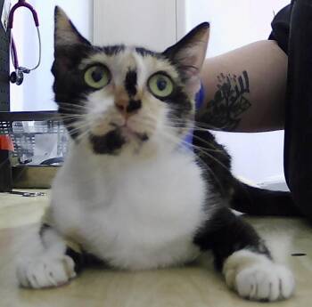 Penny -  Domestic Short Hair Cat for Adoption in Dayton, Minnesota - Penny | PetCurious