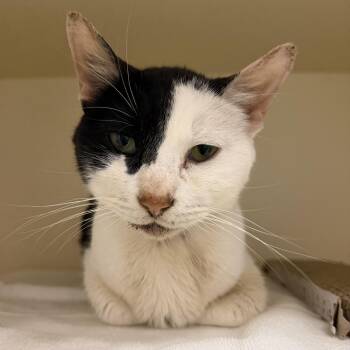 Misu Misu -  Domestic Short Hair Cat for Adoption in Cooperstown, New York - Misu Misu | PetCurious