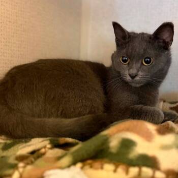 Koi -  Domestic Short Hair Cat for Adoption in Fremont, Michigan - Koi | PetCurious