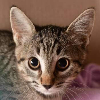 Gravy -  Domestic Short Hair Cat for Adoption in Emporia, Kansas - Gravy | PetCurious