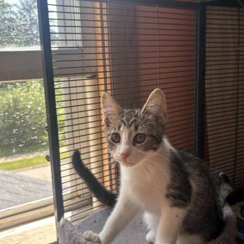 Tuna Salad -  Domestic Short Hair Cat for Adoption in Dekalb, Illinois - Tuna Salad | PetCurious