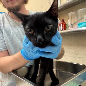 Jace -  Domestic Short Hair Cat for Adoption in Birmingham, Alabama - Jace | PetCurious