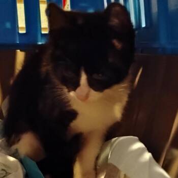 Domestic Short Hair Cats Available for Adoption - Buddy | PetCurious