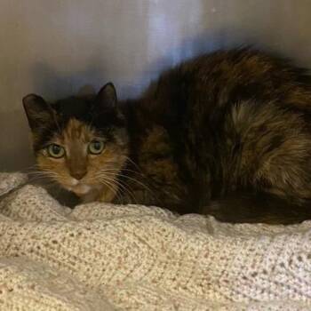 Pesto -  Domestic Medium Hair Cat for Adoption in Chehalis, Washington - Pesto | PetCurious