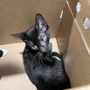Brad -  Domestic Short Hair Cat for Adoption in Tampa, Florida - Brad | PetCurious
