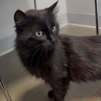 Poison Ivy -  Domestic Long Hair and Domestic Short Hair Cat Available for Adoption in Janesville, Wisconsin - Poison Ivy | PetCurious