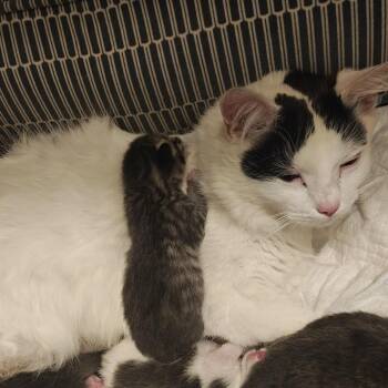 Domestic Short Hair Cats Available for Adoption in Winston-salem, North Carolina - Miracle | PetCurious