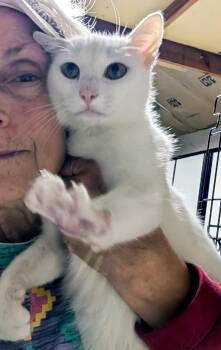 Pearl -  Domestic Short Hair Cat for Adoption in Davis, California - Pearl | PetCurious