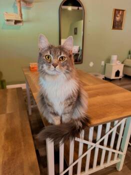 Rory -  Domestic Long Hair Cat for Adoption in Cosby, Tennessee - Rory | PetCurious