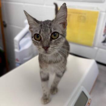 Snuggle -  Domestic Short Hair Cat for Adoption in Sarasota, Florida - Snuggle | PetCurious