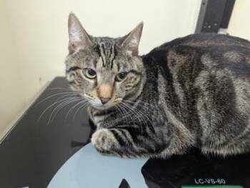 Aladdin -  Domestic Short Hair Cat for Adoption in West Chester, Pennsylvania - Aladdin | PetCurious