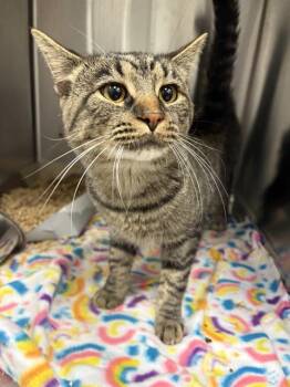 HUDSON -  Domestic Short Hair Cat for Adoption in Indianapolis, Indiana - HUDSON | PetCurious