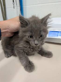 THOR -  Domestic Long Hair Cat for Adoption in St. Peters, Missouri - THOR | PetCurious