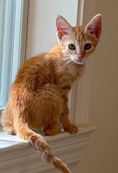 Jellyfish -  Domestic Medium Hair Cat for Adoption in Mobile, Alabama - Jellyfish | PetCurious