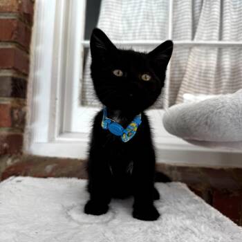 Shadow -  Domestic Short Hair Cat for Adoption in Centerville, Tennessee - Shadow | PetCurious
