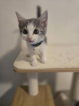 Cinnamon Crunch, Attorney at Paw -  Domestic Short Hair Cat Available for Adoption in Cary, North Carolina - Cinnamon Crunch, Attorney At Paw | PetCurious