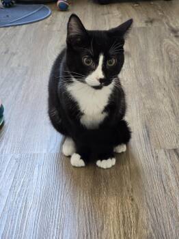 Preston -  Domestic Short Hair Cat for Adoption in Prineville, Oregon - Preston | PetCurious