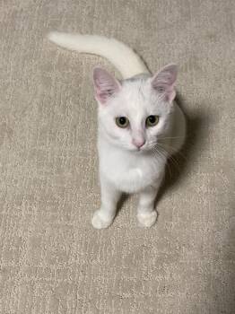 Snacks -  Domestic Short Hair Cat for Adoption in Topeka, Kansas - Snacks | PetCurious