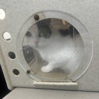 Poppi -  Domestic Short Hair Cat for Adoption in Philadelphia, Pennsylvania - Poppi | PetCurious