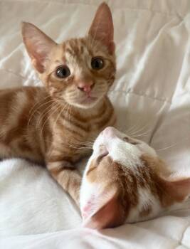 Sundance & Cassidy -  Domestic Short Hair Cat for Adoption in Houston, Texas - Sundance & Cassidy | PetCurious