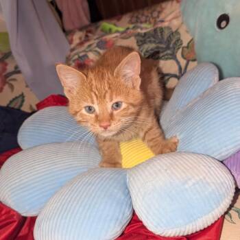 Zane -  Domestic Medium Hair Cat for Adoption in Granville, Ohio - Zane | PetCurious