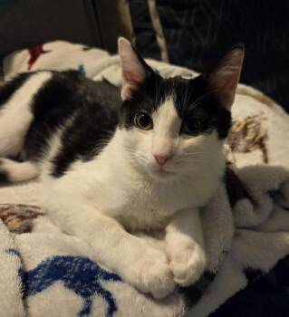 Rescue Domestic Short Hair Cats for Adoption in Mokena, Illinois - Sydney | PetCurious