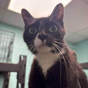 Domestic Short Hair Cats Available for Adoption - Frenzy | PetCurious