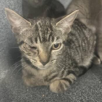 Perseverance -  Domestic Short Hair Cat for Adoption in New York, New York - Perseverance | PetCurious