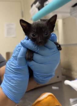PICKLE -  Domestic Short Hair Cat for Adoption in Riverside, California - PICKLE | PetCurious