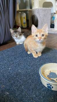 Rescue Domestic Short Hair Cats for Adoption in Minneapolis, Minnesota - Pip / Squeak | PetCurious